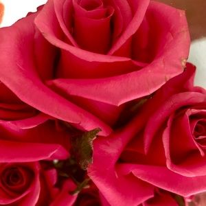 Meet your Posher, Candice